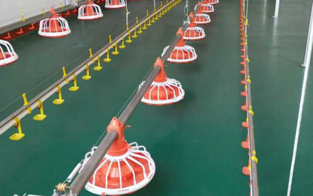 全自动养鸡装备水线的这两个问题你都知道吗？？？？？