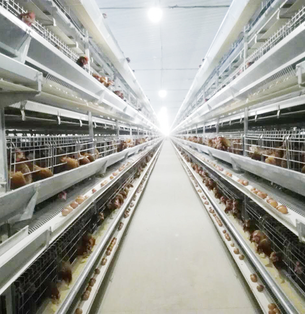 使用全自动养鸡装备养鸡用什么饲料好？？？