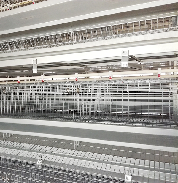 秋季肉鸡装备怎样合理使用，，，，，，你知道吗？？？